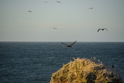 PUNTA DE LOBOS